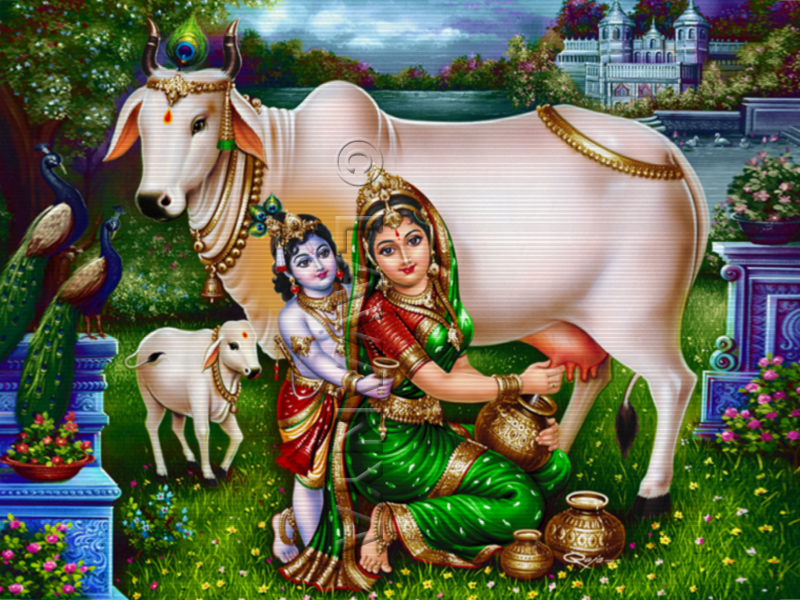 Yashodha Krishna with Cow