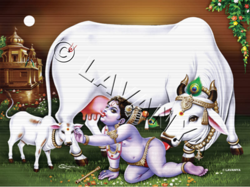 Baby Krishna Drinking Cows Milk
